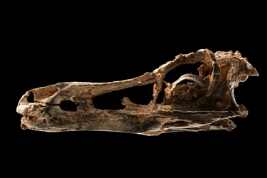 Alvarezsaur-lignende dinosaurhodeskalle på IVPP i Beijing, Kina.