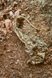 En håndlaget sandal fra Anasazi i Grand Gulch, Utah, 2009 (bilde)