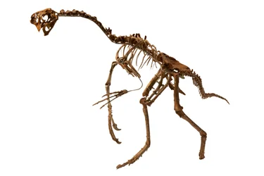 En nesten komplett Oviraptor fra Mongolia.