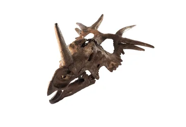 En original Styracosaurus på Canadian Museum of Nature.