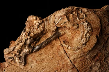 En ukjent dinosaur ved Institute of Vertebrate Paleontology and Paleoanthropology i Xiaotangshan, Nord-Beijing, Kina.