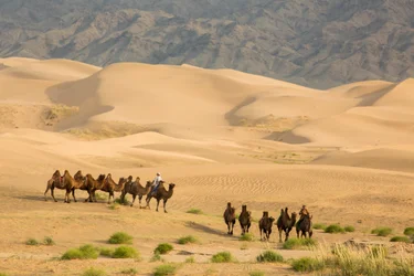 Karavane av baktriske kameler i Sør-Gobiørkenen, Mongolia, 2013 (bilde)