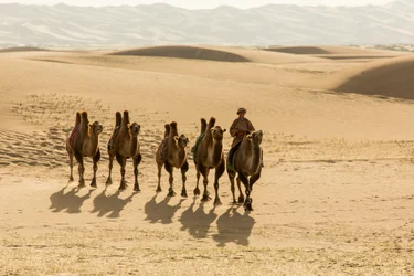 Karavane av baktriske kameler i Sør-Gobiørkenen, Mongolia, 2013 (bilde)