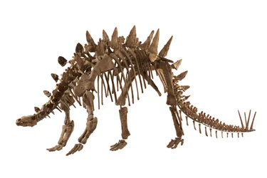 Chongqing, Kina ved Chongqing naturhistoriske museum, Tuojiangosaurus, funnet i 1974 i Sichuan-provinsen nær byen Zigong. Omtrent 70 prosent av den er ekte.