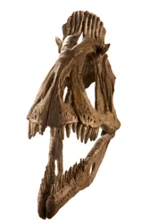 Cryolophosaurus-avstøpning ved Augustana College, Rock Island, Illinois.