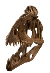 Cryolophosaurus-avstøpning ved Augustana College, Rock Island, Illinois.