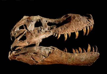Fossil hodeskalle av Tyrannosaurus Rex quot;Sue....