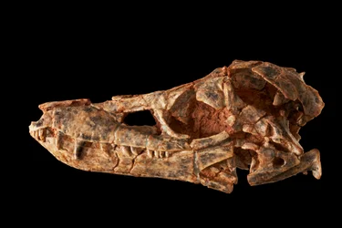 Junggarsuchus sloani , en sphenosuchian fra midtre jura-perioden.