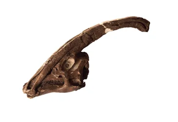 Parasaurolophus , en original hodeskalle og våpenskjold på Royal Ontario Museum.