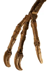 Den mongolske dinosauren Deinocheirus, med sine gigantiske armer og klør.