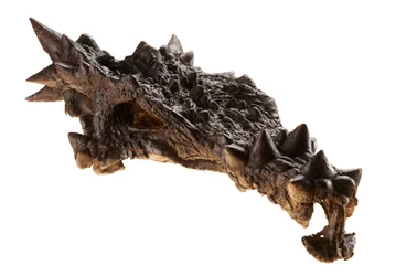 Hodeskallen til Dracorex på Barnemuseet i Indianapolis, Indiana.