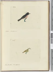 F.13 Fantail. New Zealand F.14 Liten viftehale. New Zealand, 1772–75 (wc)