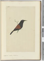 F.18 Wattle fugl. Gjøk. New Zealand, 1772–75 (wc)