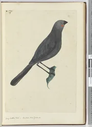 F.19 Stor hvatelfugl, gjøk. New Zealand, 1772–75 (wc)