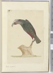 F.1 Parrot, New Zealand, 1772–75 (wc)