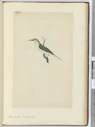 F.23 Liten gjøk. New Zealand, 1772–75 (wc)