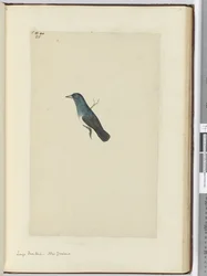 F.25 Stor viftehale. New Zealand, 1772–75 (wc)