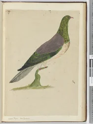 F.27 Skogdue. New Zealand, 1772–75 (wc)