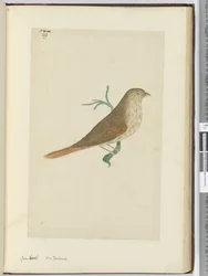 F.29 Grovnebb. New Zealand, 1772–75 (wc)
