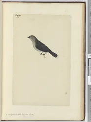 F.30 En New Zealand fugl tam som en rødstrupe, 1772-75 (wc)