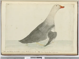 F.35 Duck kalt Racehorse fra sin hurtighet i å løpe på vannet, men den kan ikke fly. Staten Island Tierra del Fuego. Veide 29 lbs, 1772-75 (wc)