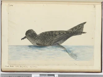 F.36 Svart pintado. Mother Careys høne. Høy sørlig breddegrad, 1772-75