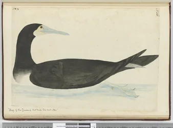 F.46 Skarver fra New Zealand som bygger reirene sine i trær, 1772-75