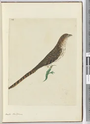 F.4 Hawk. New Zealand, 1772–75 (wc)