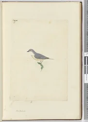 f.17 Uidentifisert New Zealand-fugl, 1772-75 (wc)