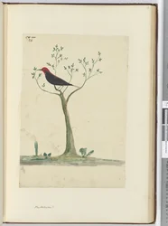 f.24 Nye Hebridene ?, 1772-75 (wc)