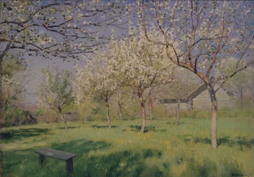 Epletrær som blomstrer, ca. 1895