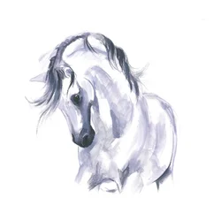 Studie av hest i bevegelse