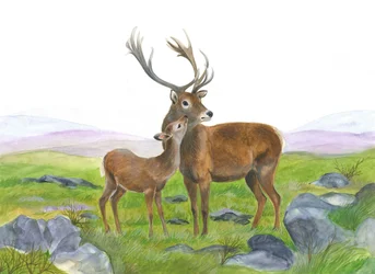 Hjort og ung hind