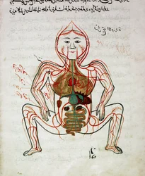 Arabisk medisin: «blodsirkulasjon og fordøyelsessystem». Miniatyr fra anatomi-manuskriptet «Tashrih bi al-Taswir» (Kroppens anatomi) av Mansur ibn Ilyas (omkring 1390), 17. århundre, Istanbul, universitetsbibliotek