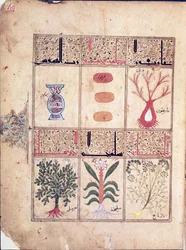 Ms. Arabe 2964 fol.49 Plants from the Treatise of Theriac after Galien, 1217