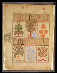 Ms. Arabe 2964 fol.57 Medisinplanter for theriac, fra Treatise of Theriac after Galien, 1217