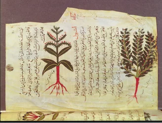 Ms. Arabe 4947 fol.84, Planter fra en avhandling av Dioscoride, 1200-tallet