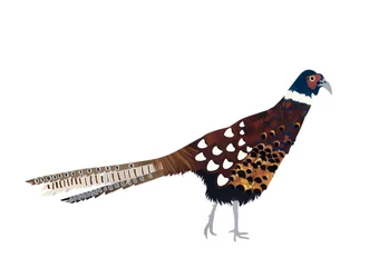 Fasan, 2013 (kuttet papir)