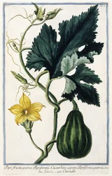 Et gresskar, 1772-1784