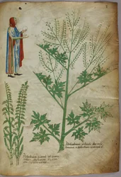 En figur iført en kappe som holder en hvit globus i hver hånd; planter, ca. 1440 (blekk og farge på vellum)