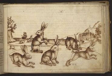 Legge til. 82955, f.165 Kaniner (
