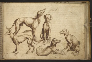 Legge til. 82955, f.206 Hunder av forskjellige raser ("canis").  , fra Historia Animalium, (bestående av 245 penn-og-blekk-tegninger av forskjellige dyrearter og mytiske skapninger, hver ledsaget av en beskrivelse.)    1595