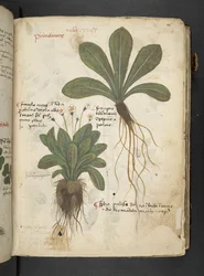 Legg til MS 41623 'A herbal', Belluno (blekk og farge på vellum)