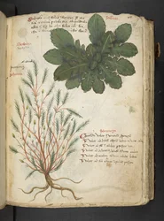 Legg til MS 41623 'A herbal', Belluno (blekk og farge på vellum)