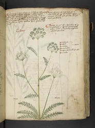 Legg til MS 41623 'A herbal', Belluno (blekk og farge på vellum)