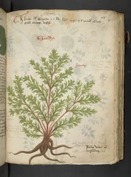 Legg til MS 41623 'A herbal', Belluno (blekk og farge på vellum)