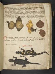 Legg til MS 41623 Chiocciole og Salamandra, fra 