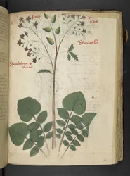 Legg til MS 41623 f.110r 
