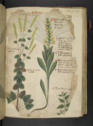 Legg til MS 41623 f.113r 