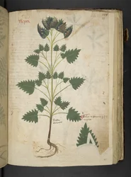 Legg til MS 41623 f.115r Nepta, fra 